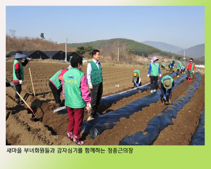 160404 새마을부녀회감자심기