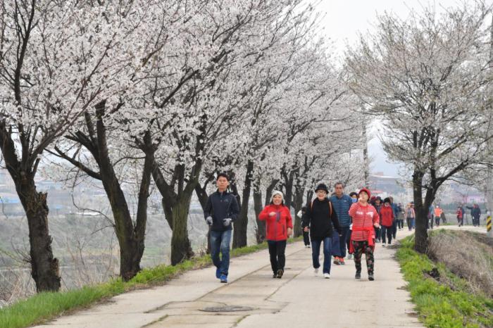 180415 영중면 걷기대회 - 2