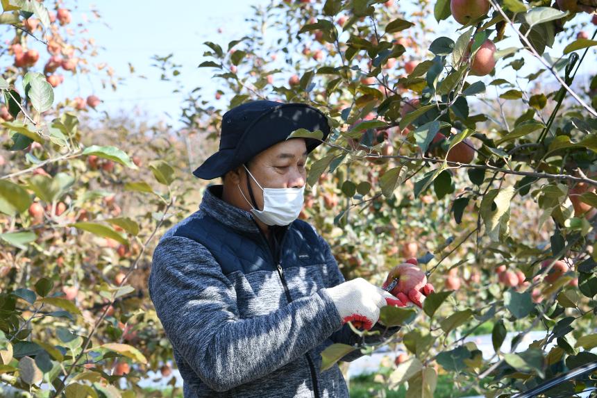 포천시의회 사과따기 봉사활동 - 9