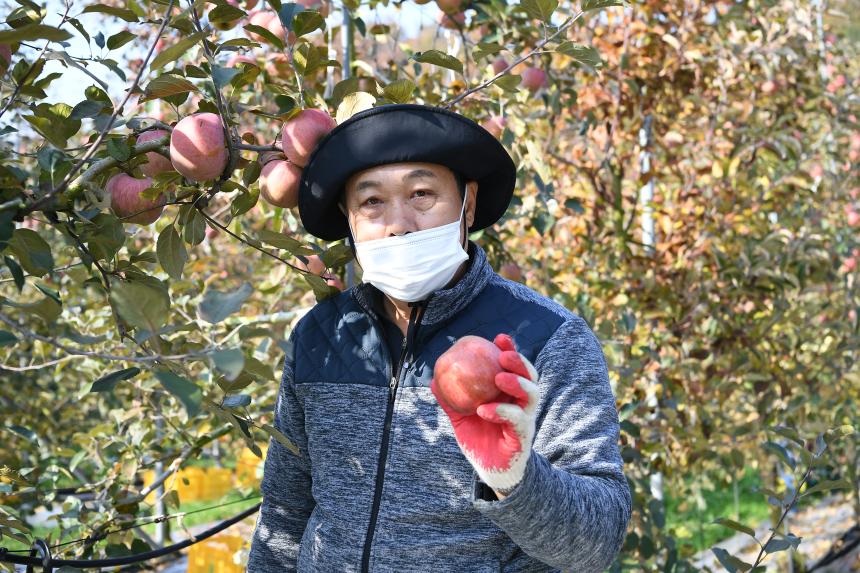 포천시의회 사과따기 봉사활동 - 10