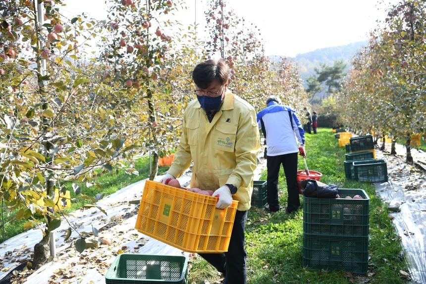 포천시의회 사과따기 봉사활동 - 12