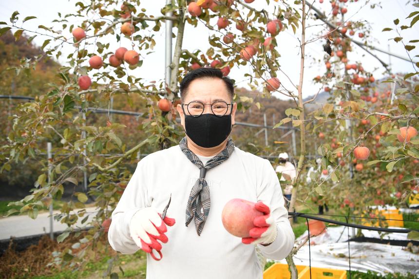 포천시의회 사과따기 봉사활동 - 19
