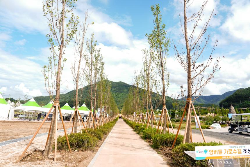 양버들 가로수길(한탄강 생태경관단지) 조성 기념식 - 1