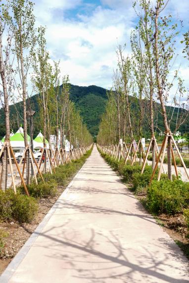 양버들 가로수길(한탄강 생태경관단지) 조성 기념식 - 2