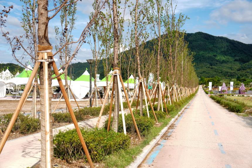 양버들 가로수길(한탄강 생태경관단지) 조성 기념식 - 32