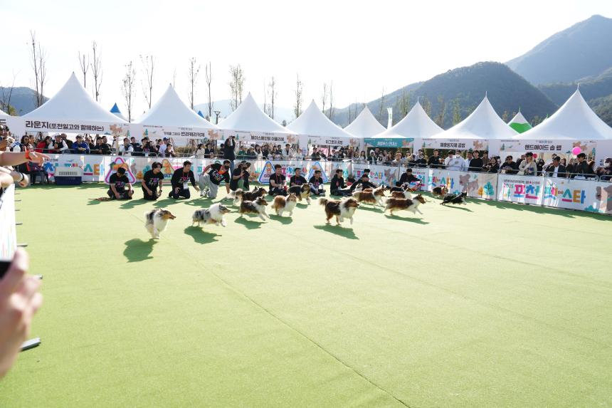 포천 펫pet 스타 축제 - 29
